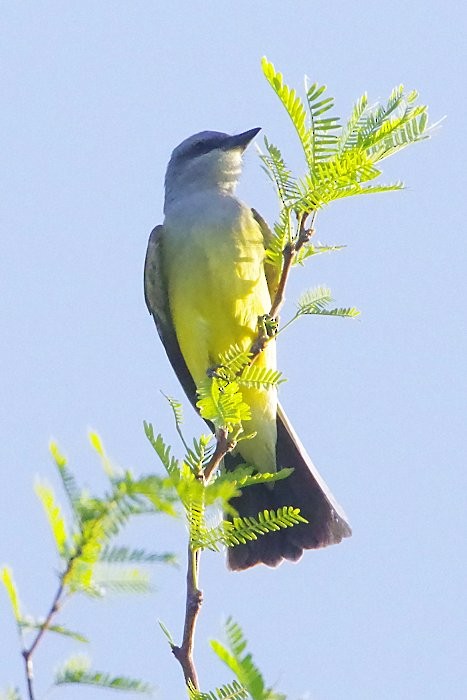Western Kingbird - ML636781232