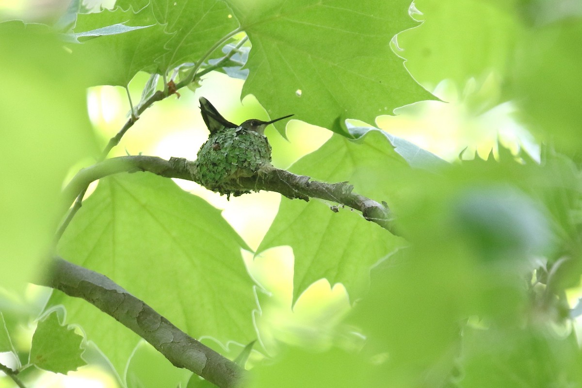 Ruby-throated Hummingbird - ML636781289