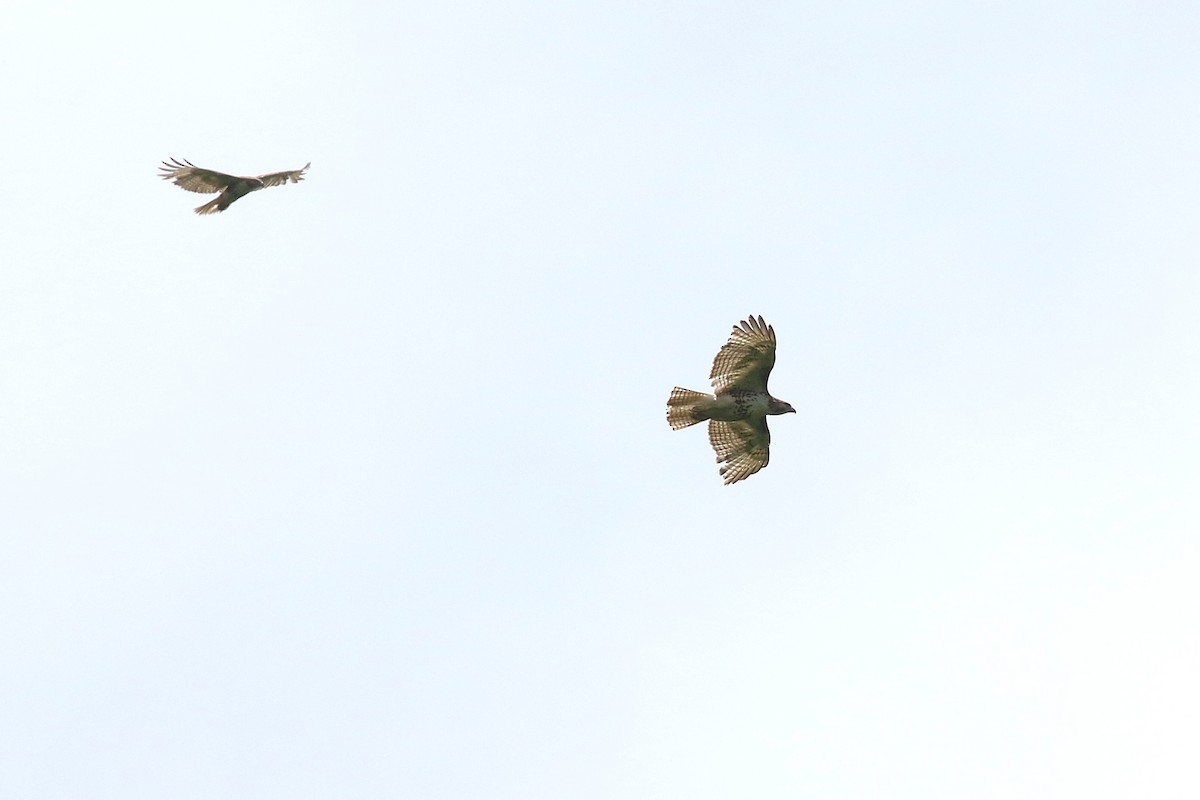 Red-tailed Hawk - ML636781300