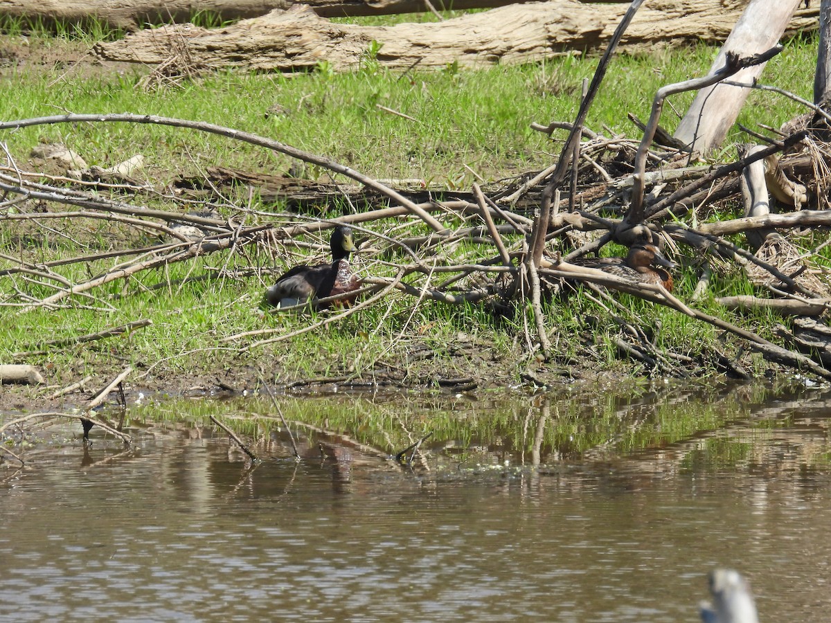 Mallard - ML636781337