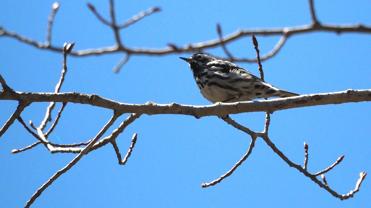 Black-and-white Warbler - ML636781363