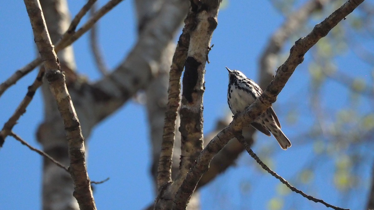 Black-and-white Warbler - ML636781364