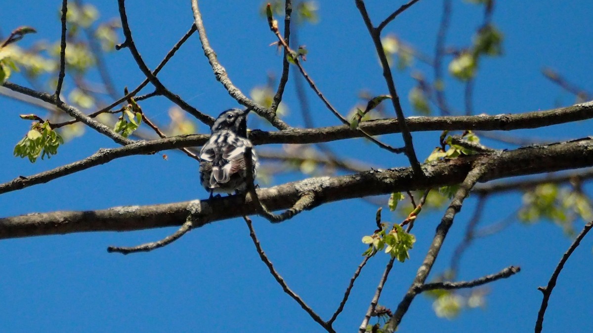 Black-and-white Warbler - ML636781366