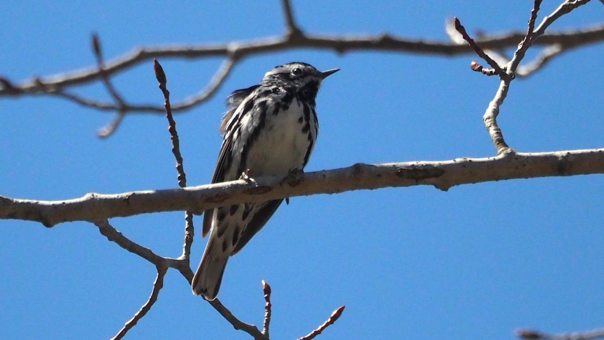 Black-and-white Warbler - ML636781369