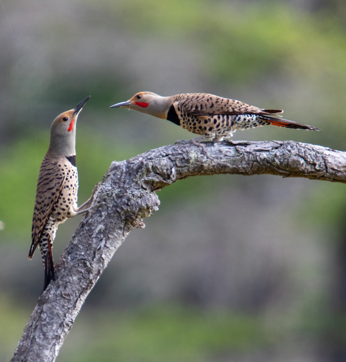 Northern Flicker - ML636781455