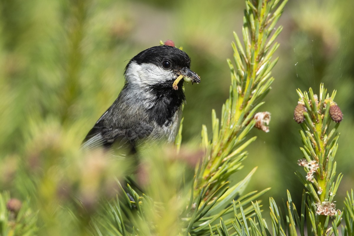 Black-capped Chickadee - ML636781457