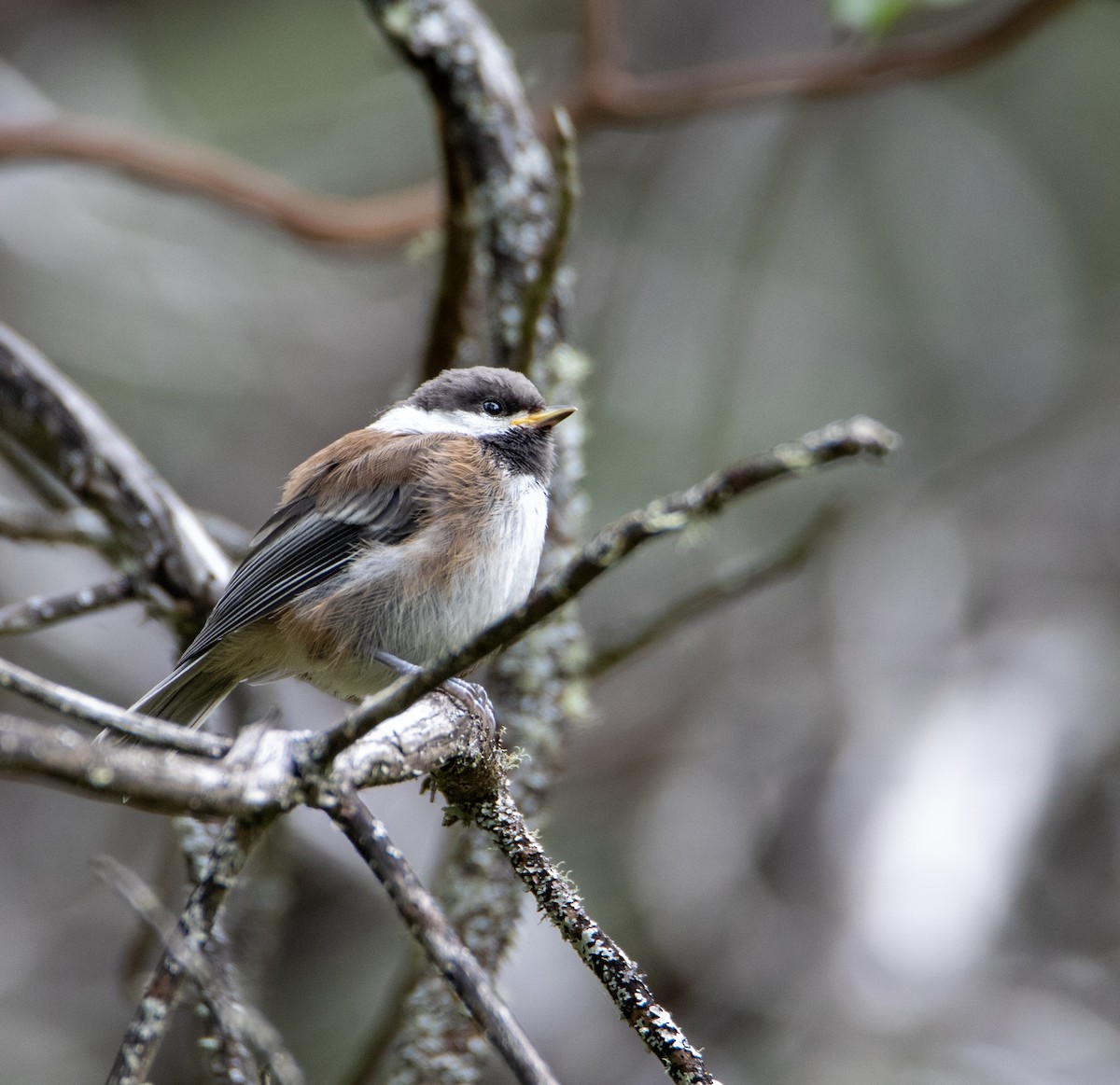 Chestnut-backed Chickadee - ML636781473
