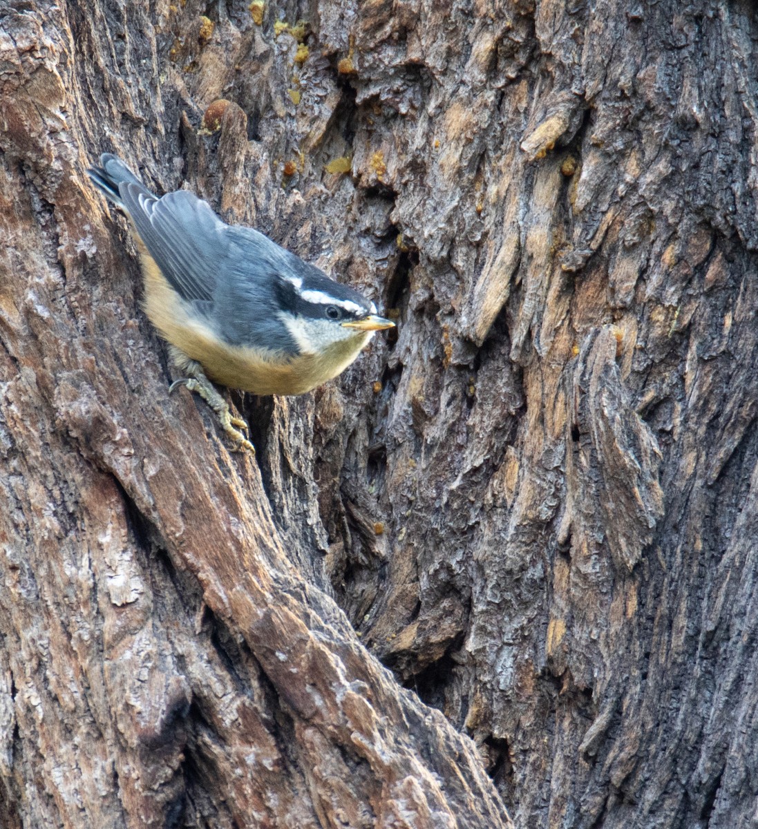 Red-breasted Nuthatch - ML636781492