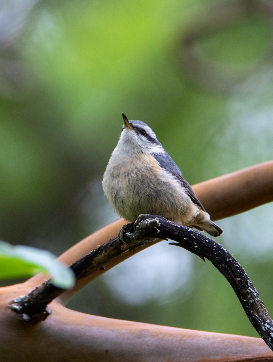 Red-breasted Nuthatch - ML636781507