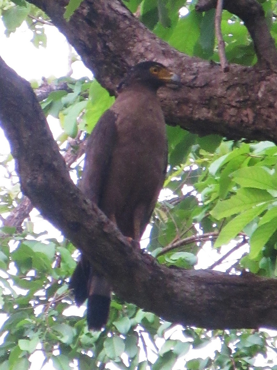 Crested Serpent-Eagle - ML636781516