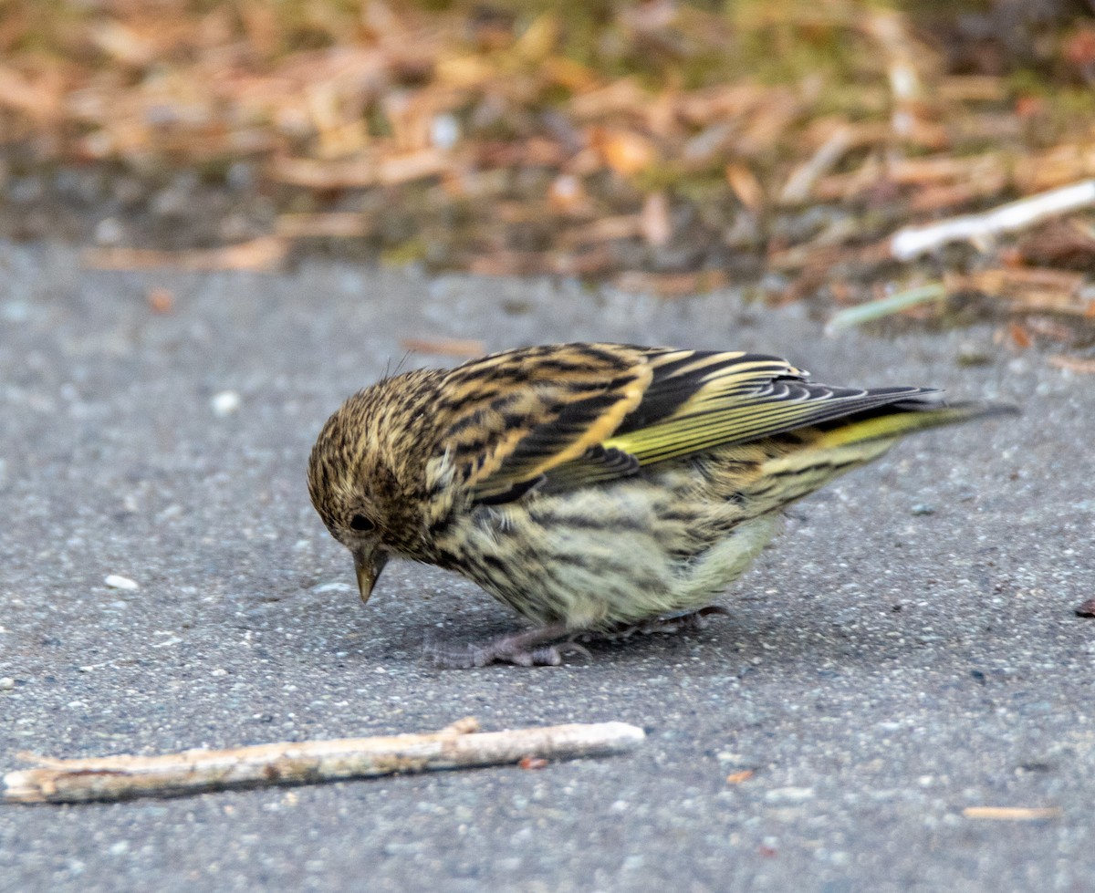Pine Siskin - ML636781542