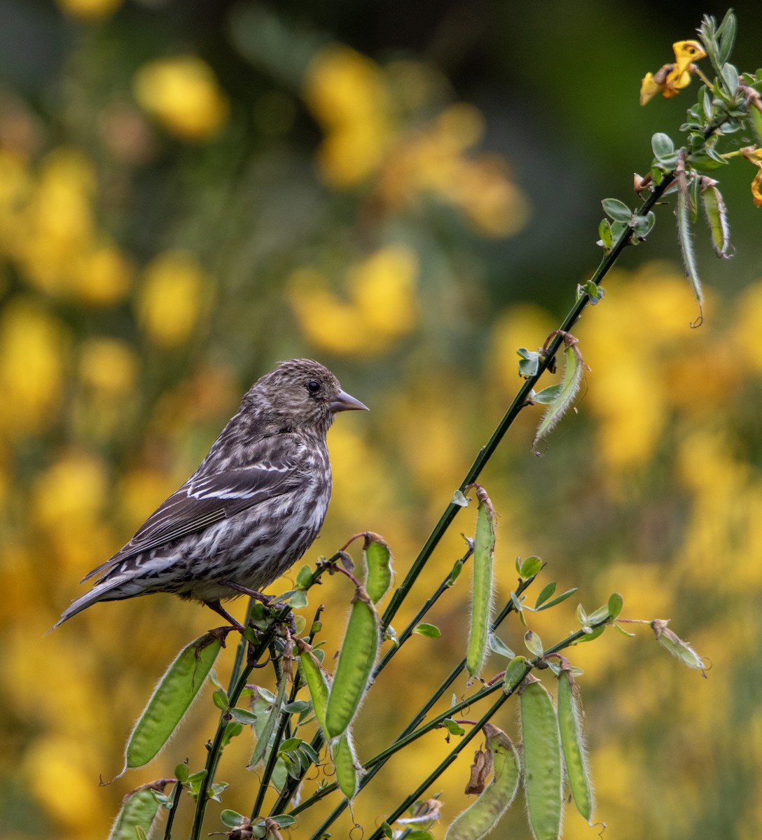 Pine Siskin - ML636781559