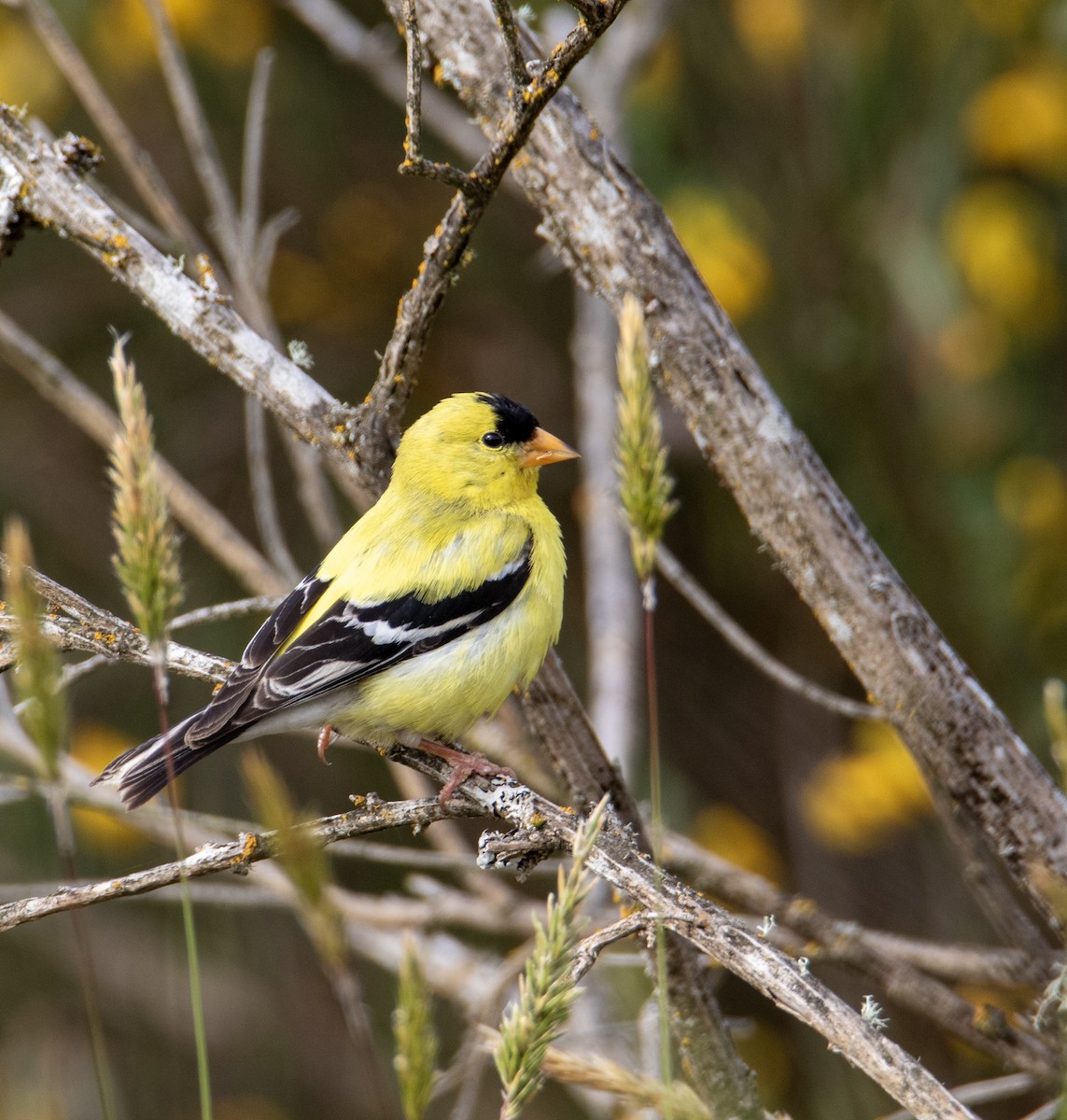 American Goldfinch - ML636781582