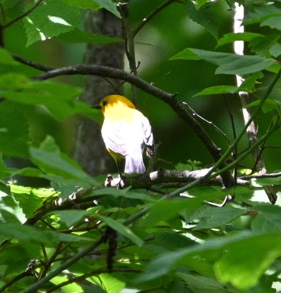 Prothonotary Warbler - ML636781598