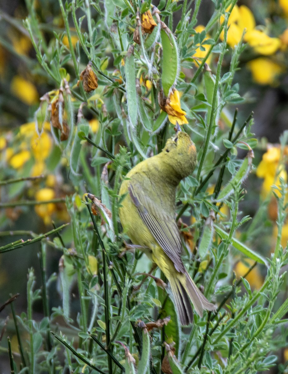 Orange-crowned Warbler - ML636781601