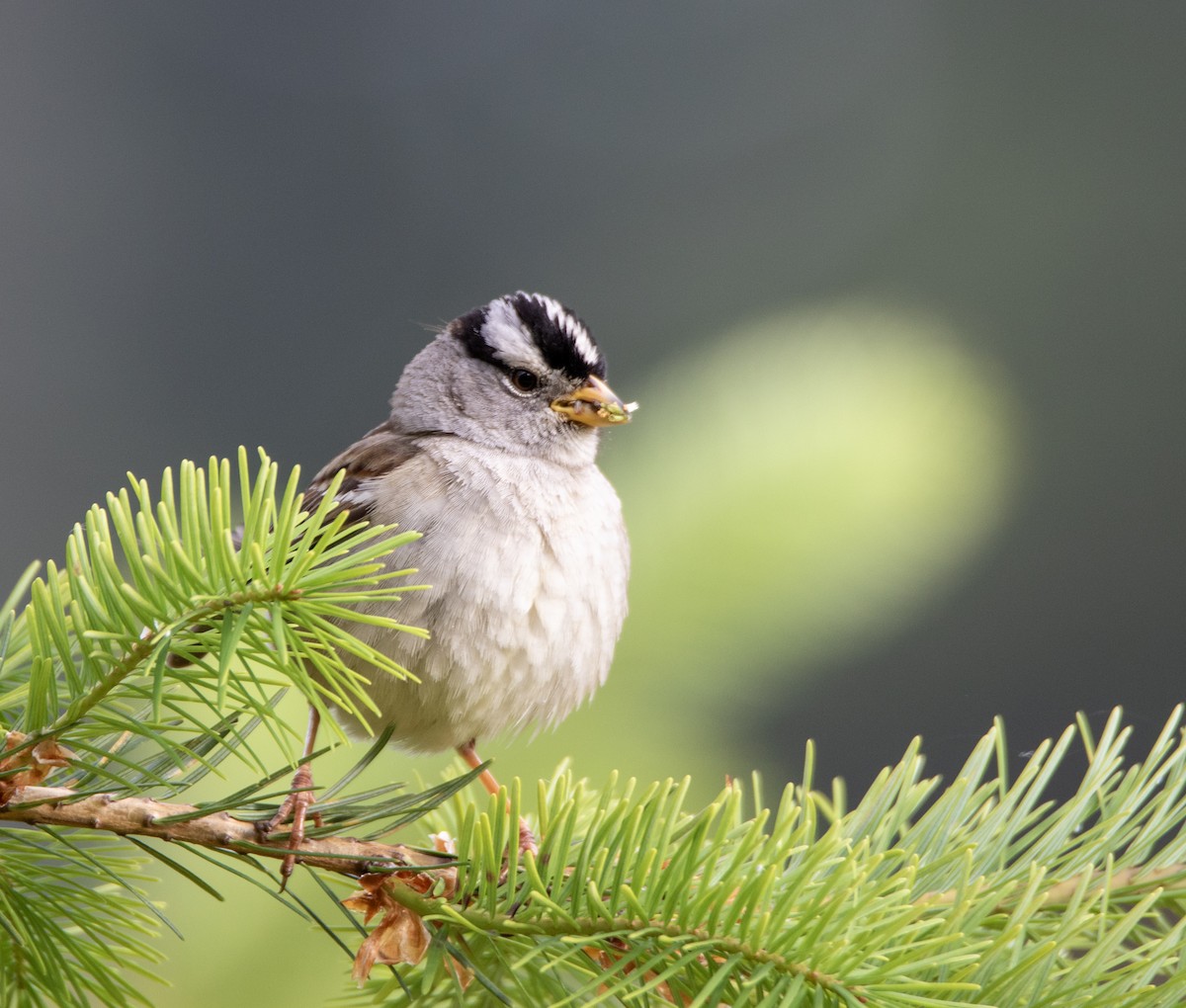 White-crowned Sparrow - ML636781614