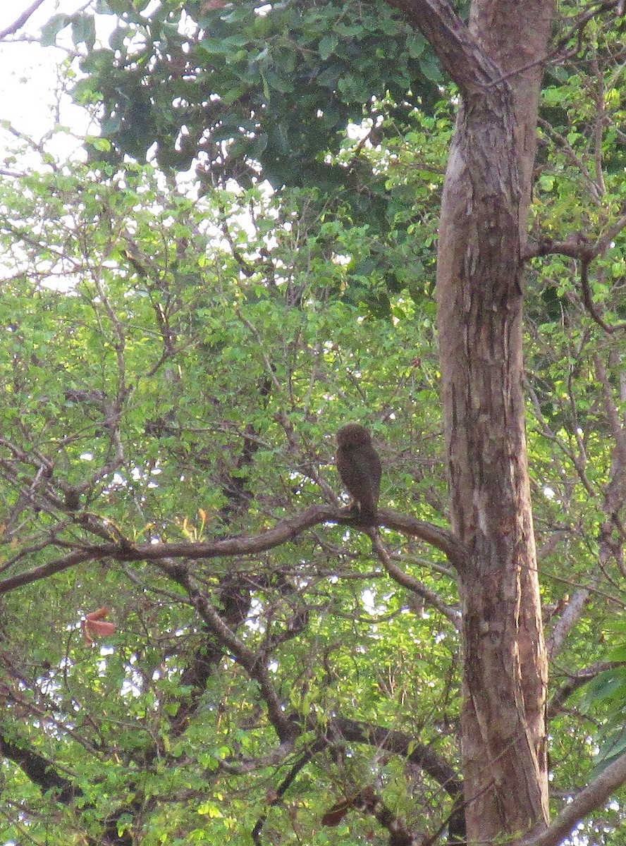 Jungle Owlet - ML636781696