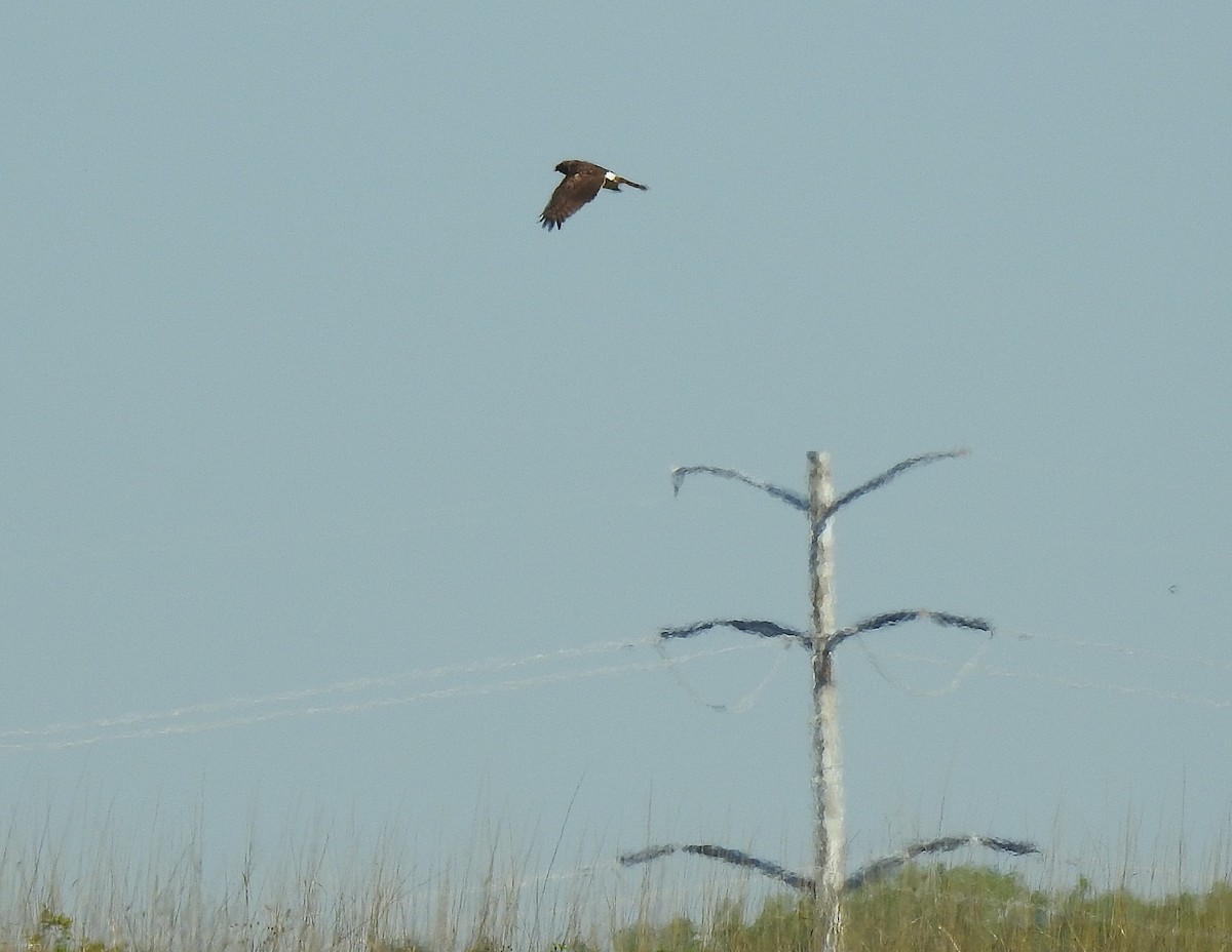 Northern Harrier - ML636781771