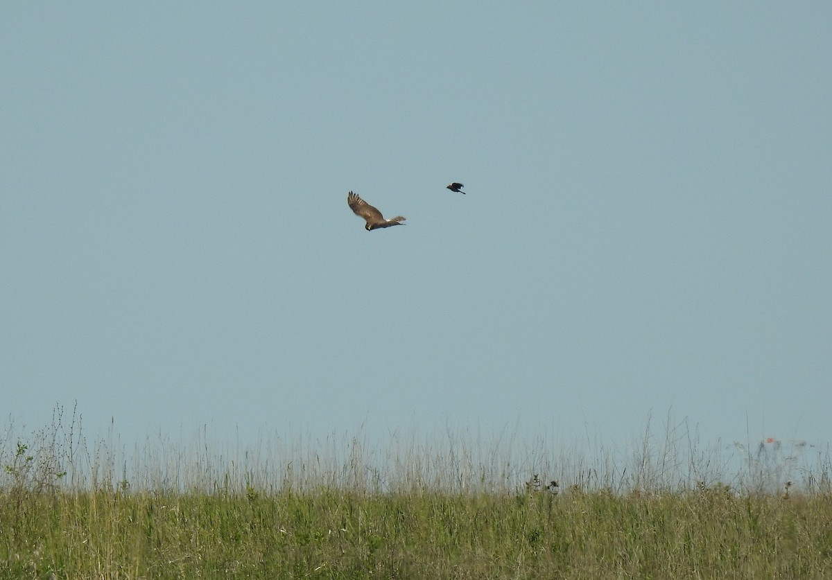 Northern Harrier - ML636781778