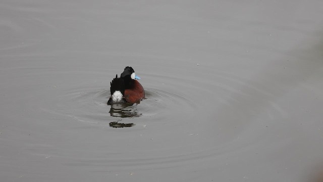 Ruddy Duck - ML636781783