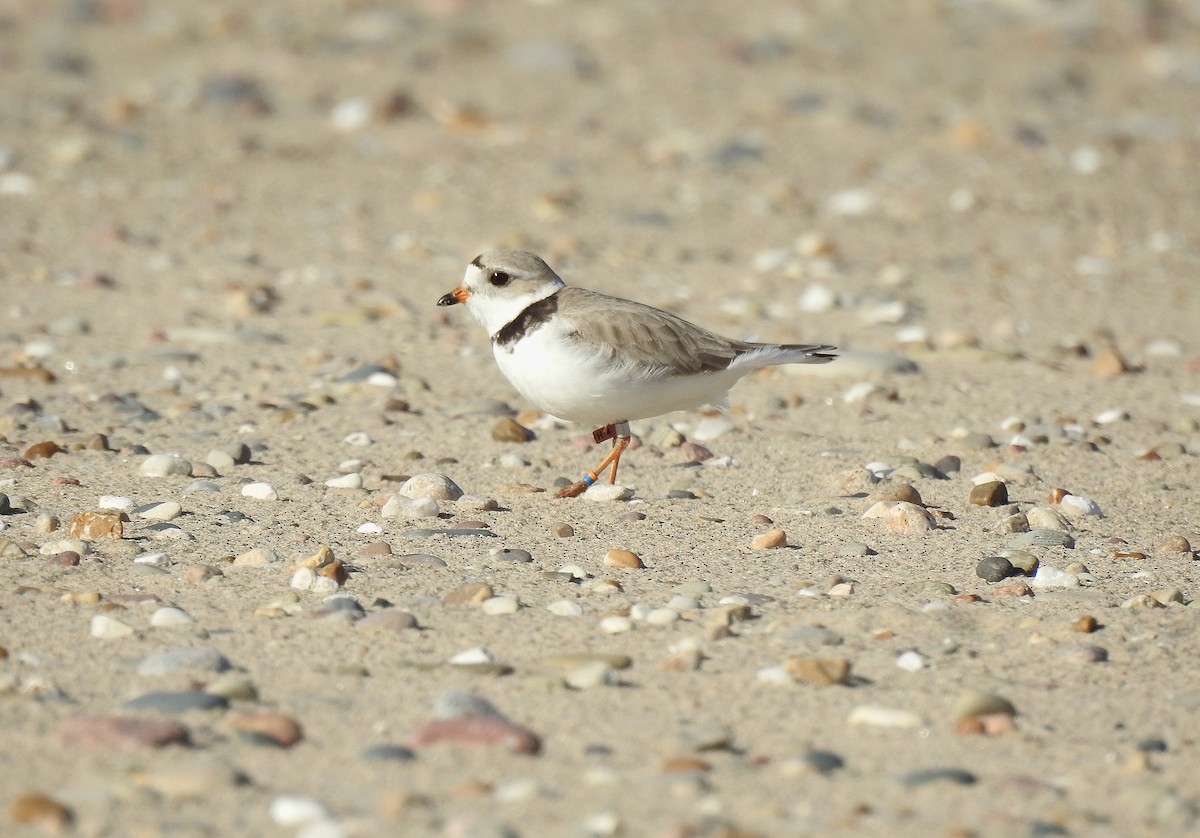 Piping Plover - ML636781798