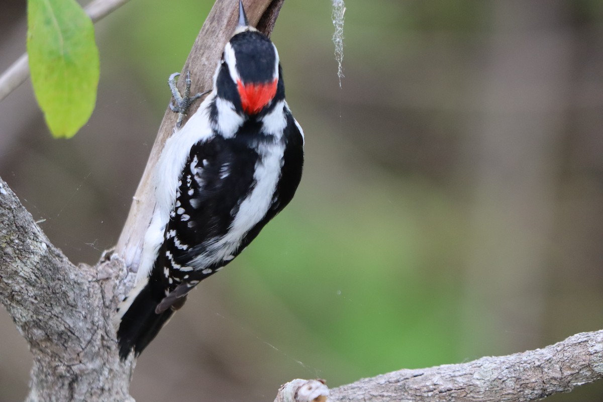 Downy Woodpecker - ML636781889