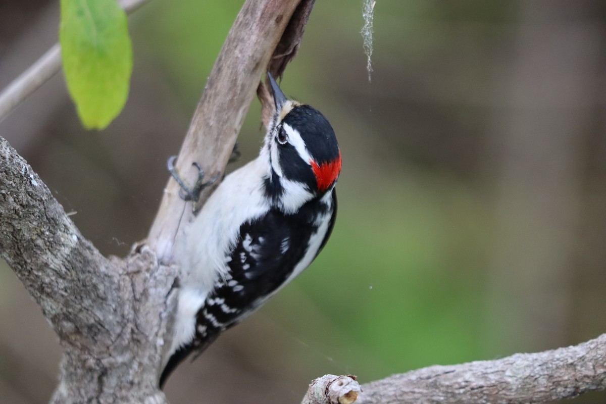 Downy Woodpecker - ML636781890