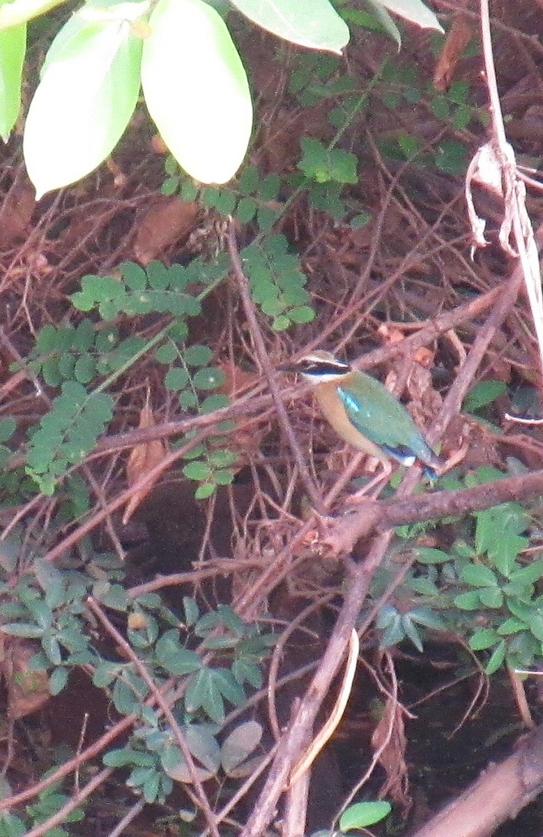 Indian Pitta - ML636781909