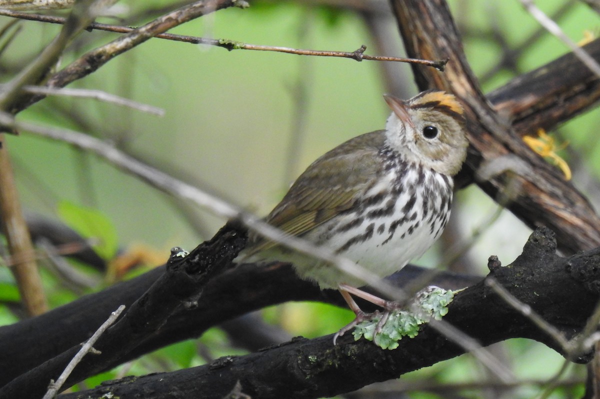 Ovenbird - ML636782007