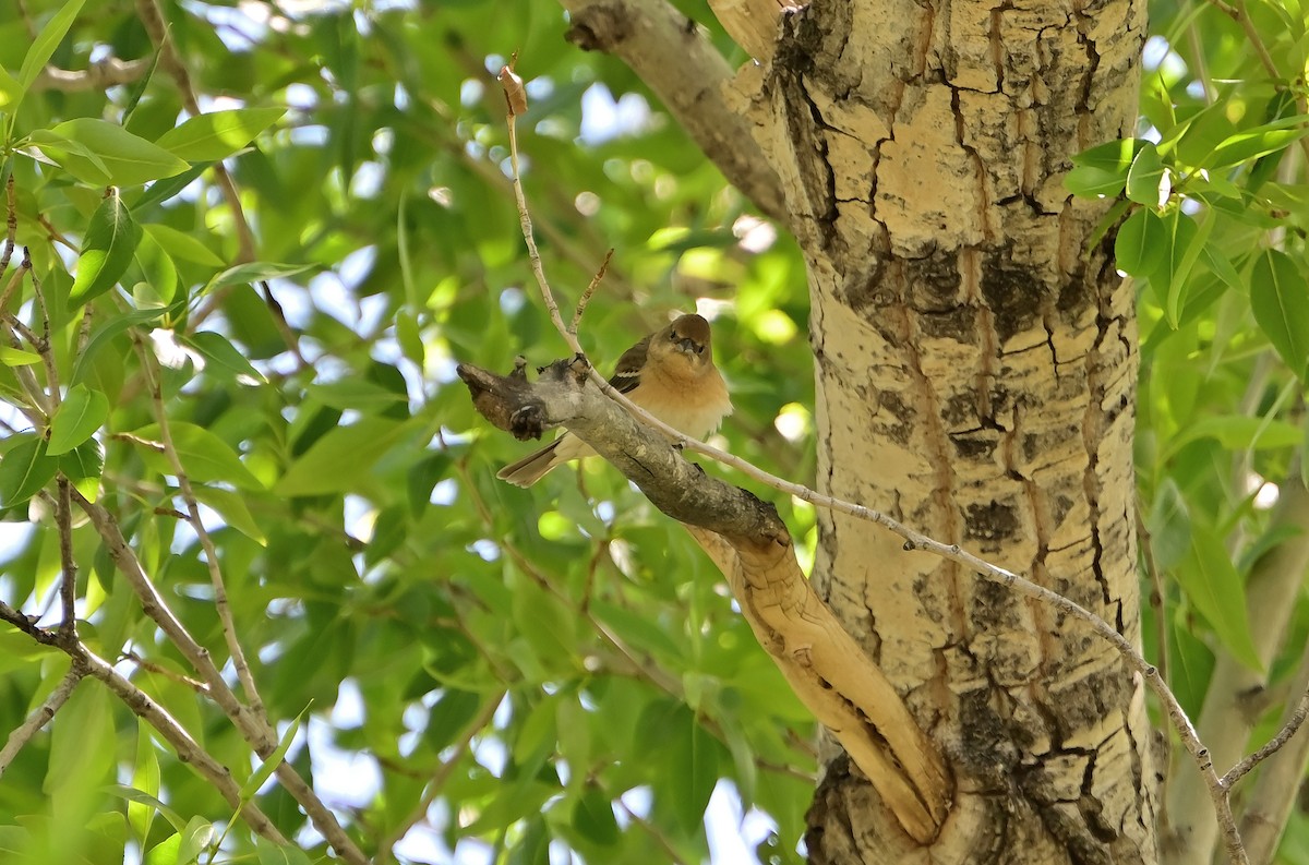 Lazuli Bunting - ML636782028