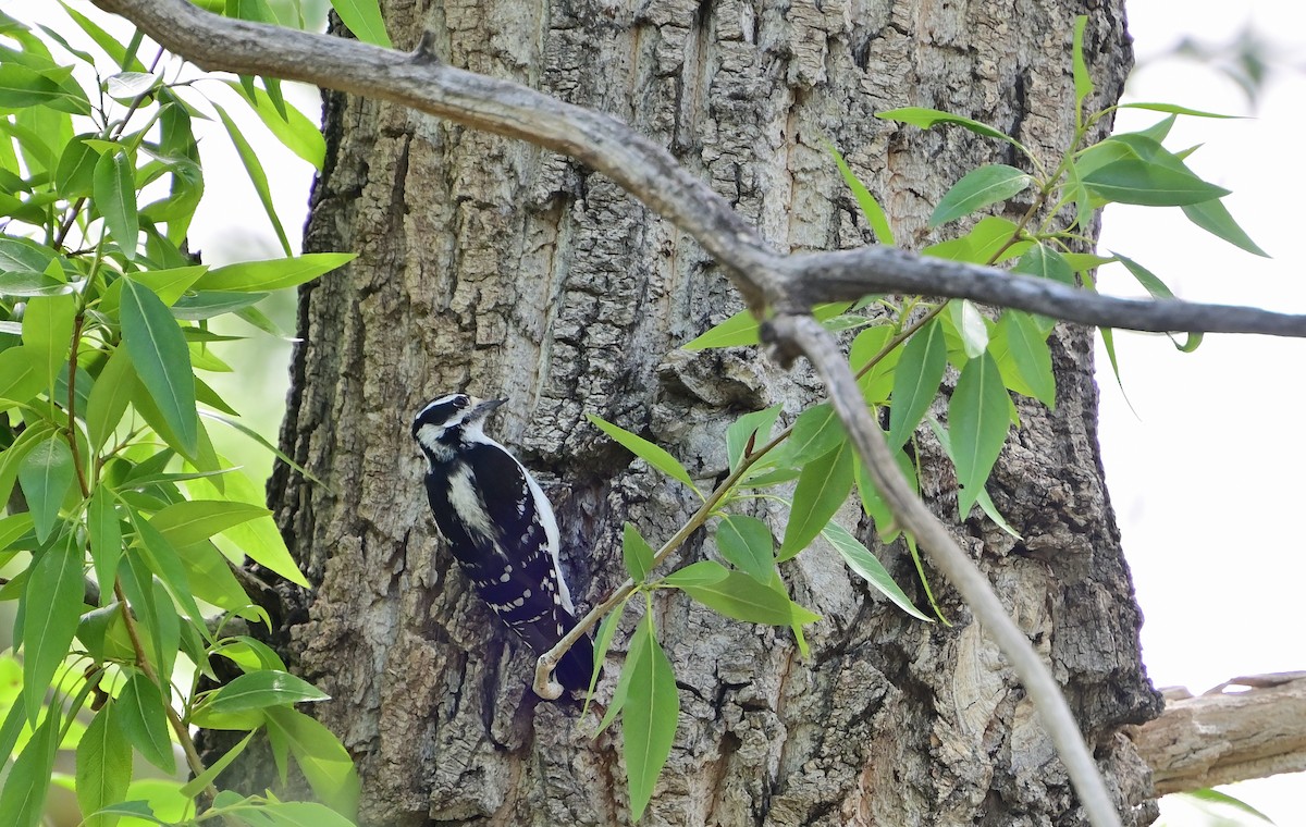 Downy Woodpecker - ML636782060