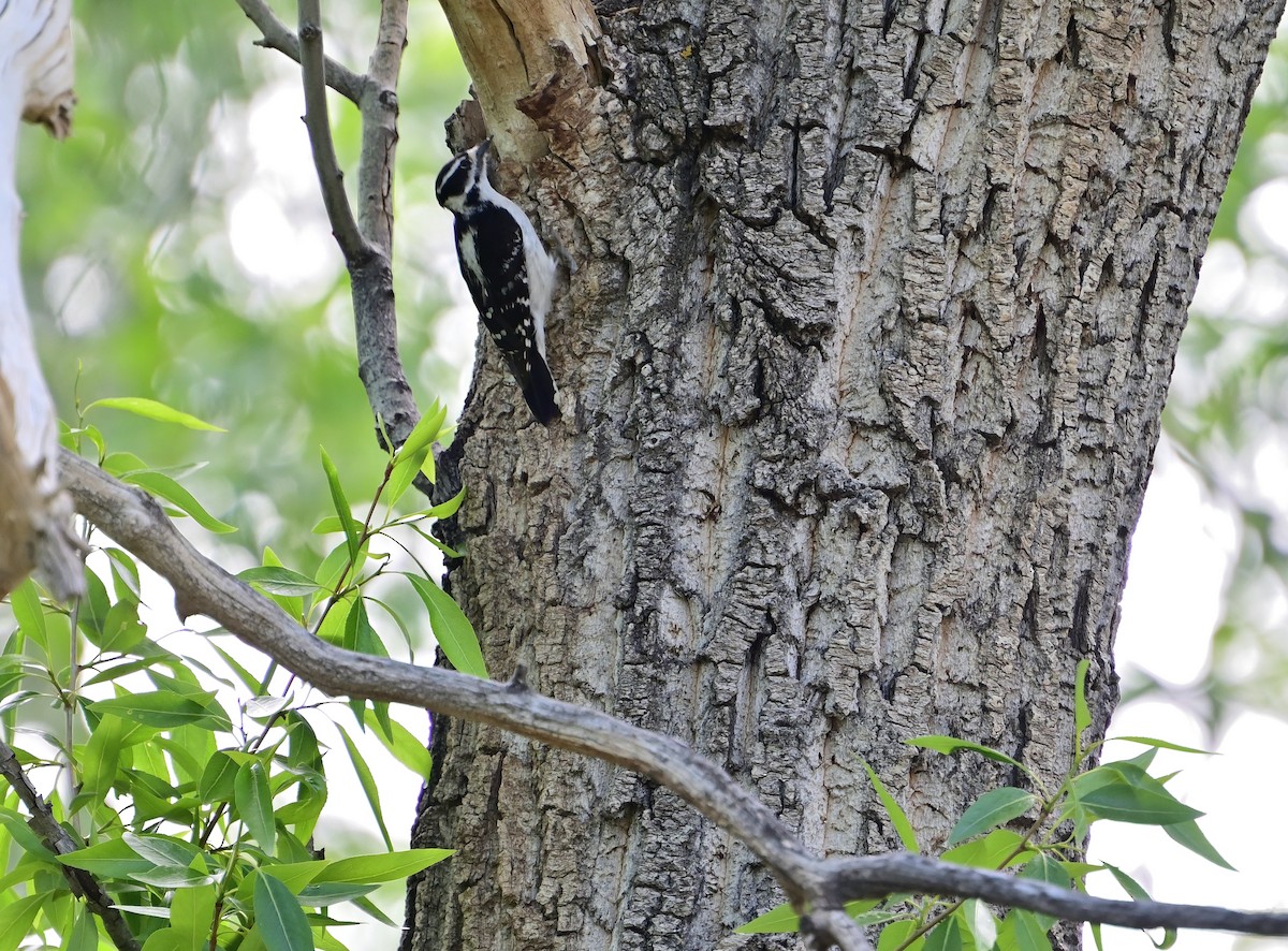 Downy Woodpecker - ML636782061