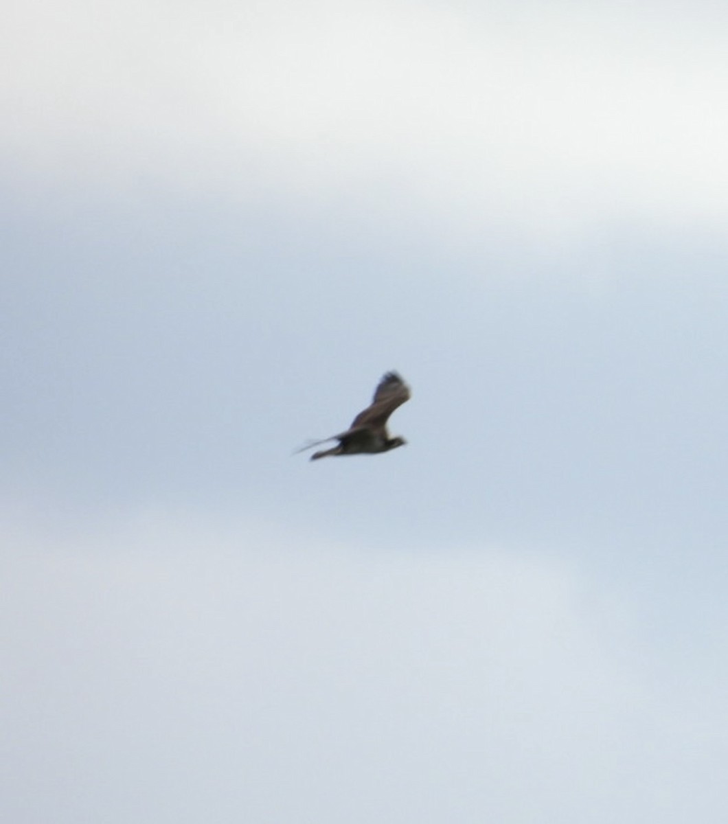 Osprey - ML636782064