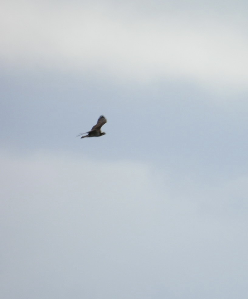 Osprey - ML636782067