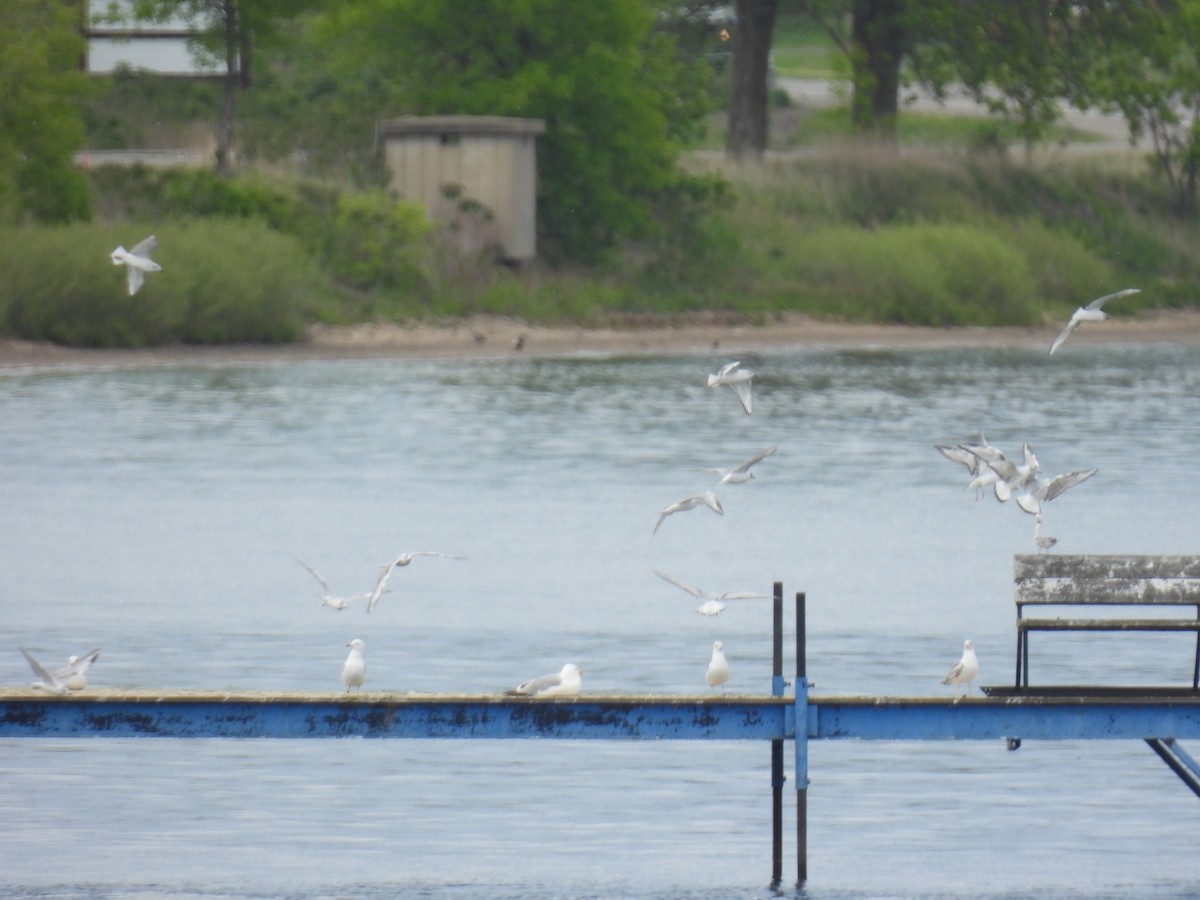 Bonaparte's Gull - ML636782121