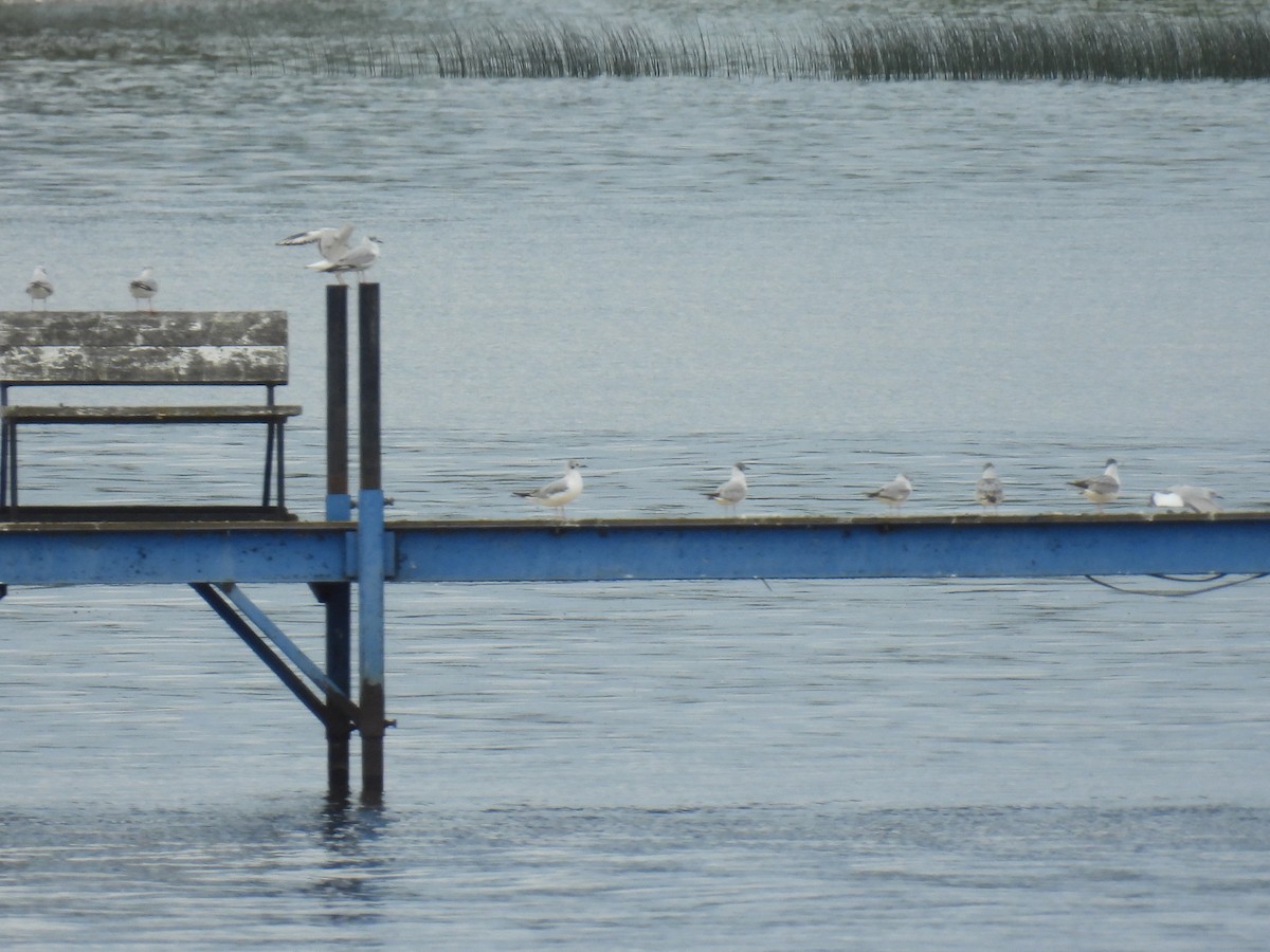 Bonaparte's Gull - ML636782132
