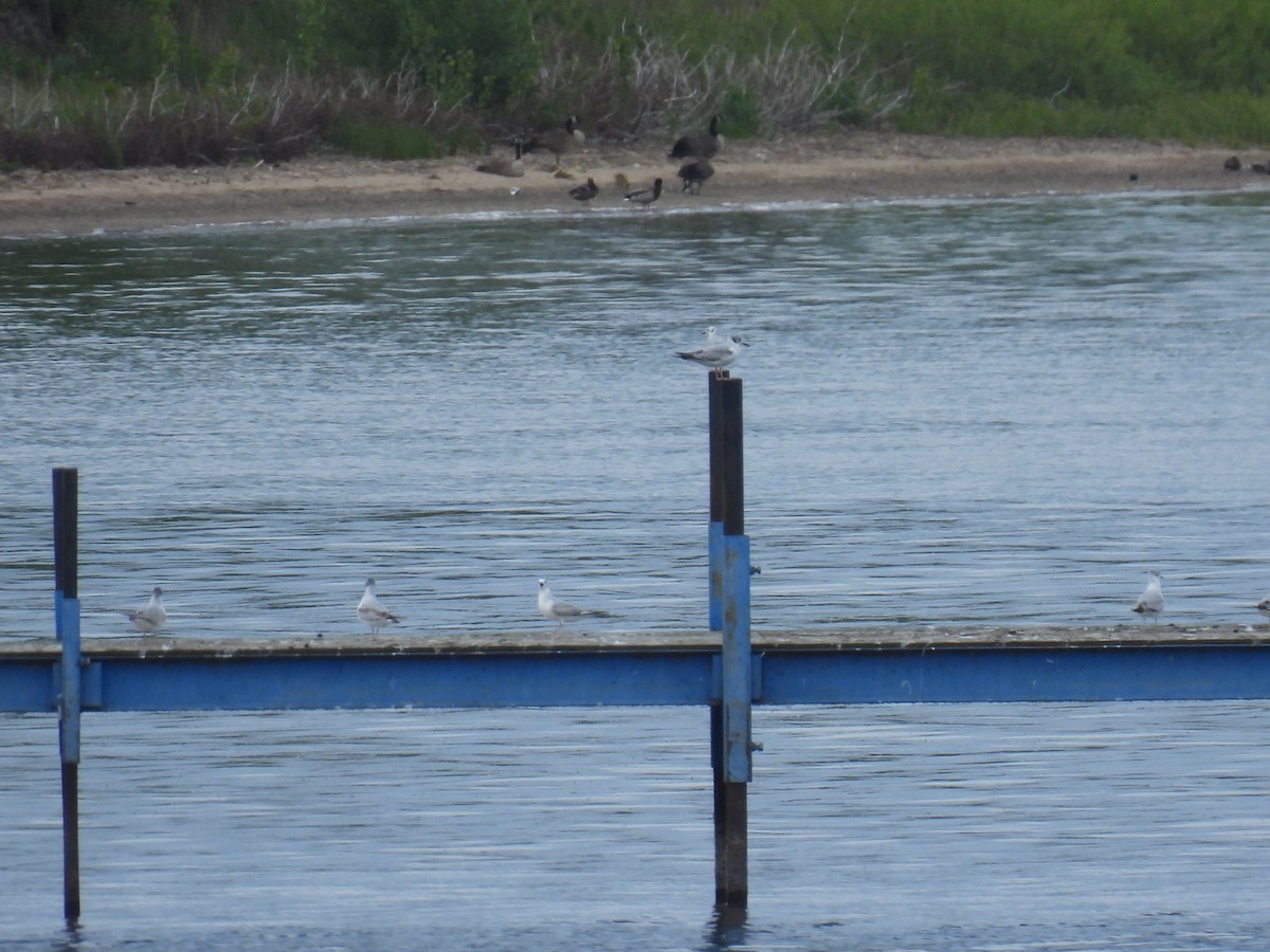 Bonaparte's Gull - ML636782166