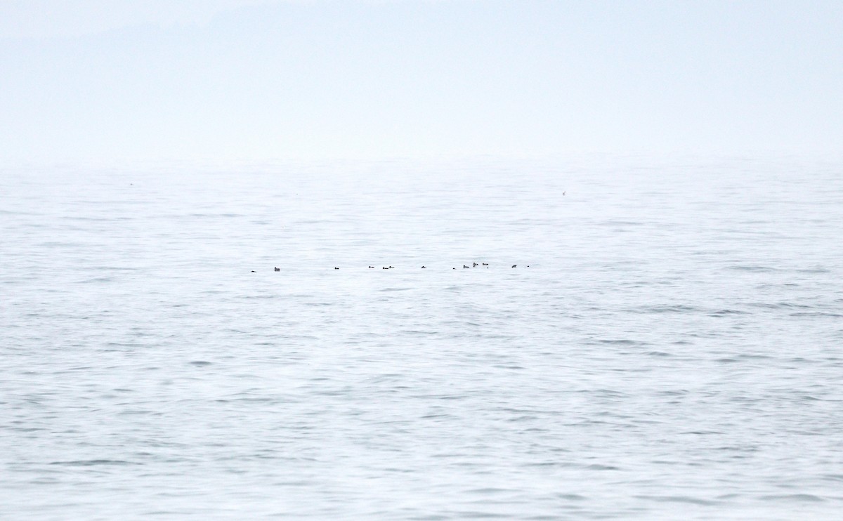 White-winged Scoter - ML636782173
