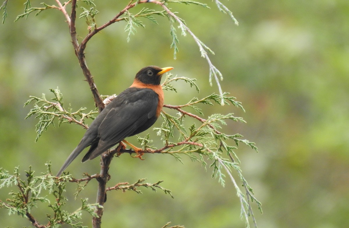 Rufous-collared Robin - ML636782200