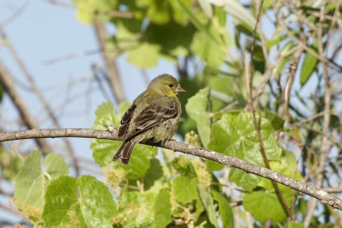 Lesser Goldfinch - ML636782201