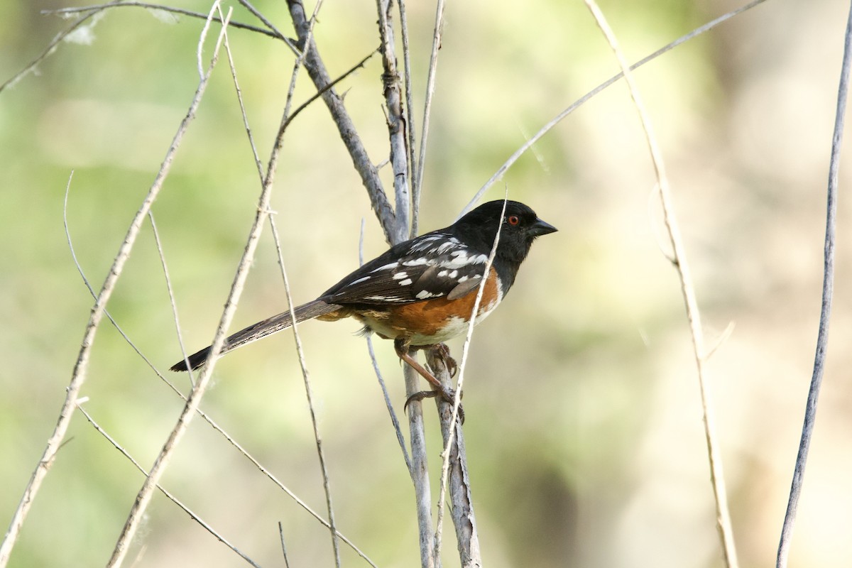 Spotted Towhee - ML636782271