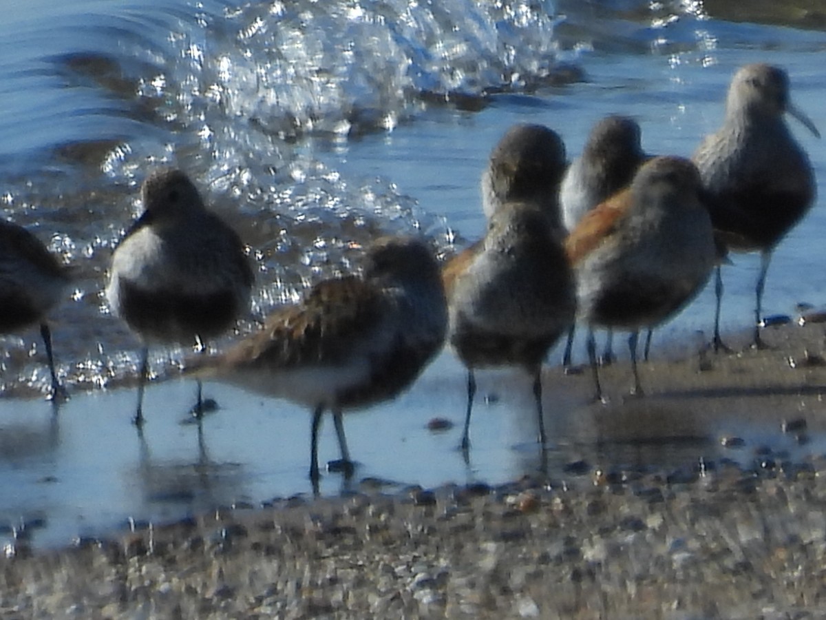 Txirri arrunta - ML636782501