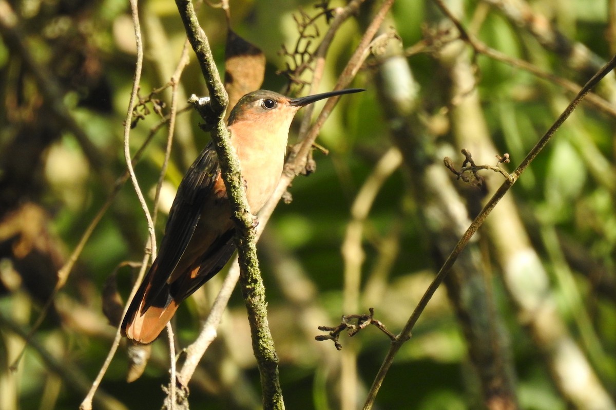 Rufous Sabrewing - ML636782504