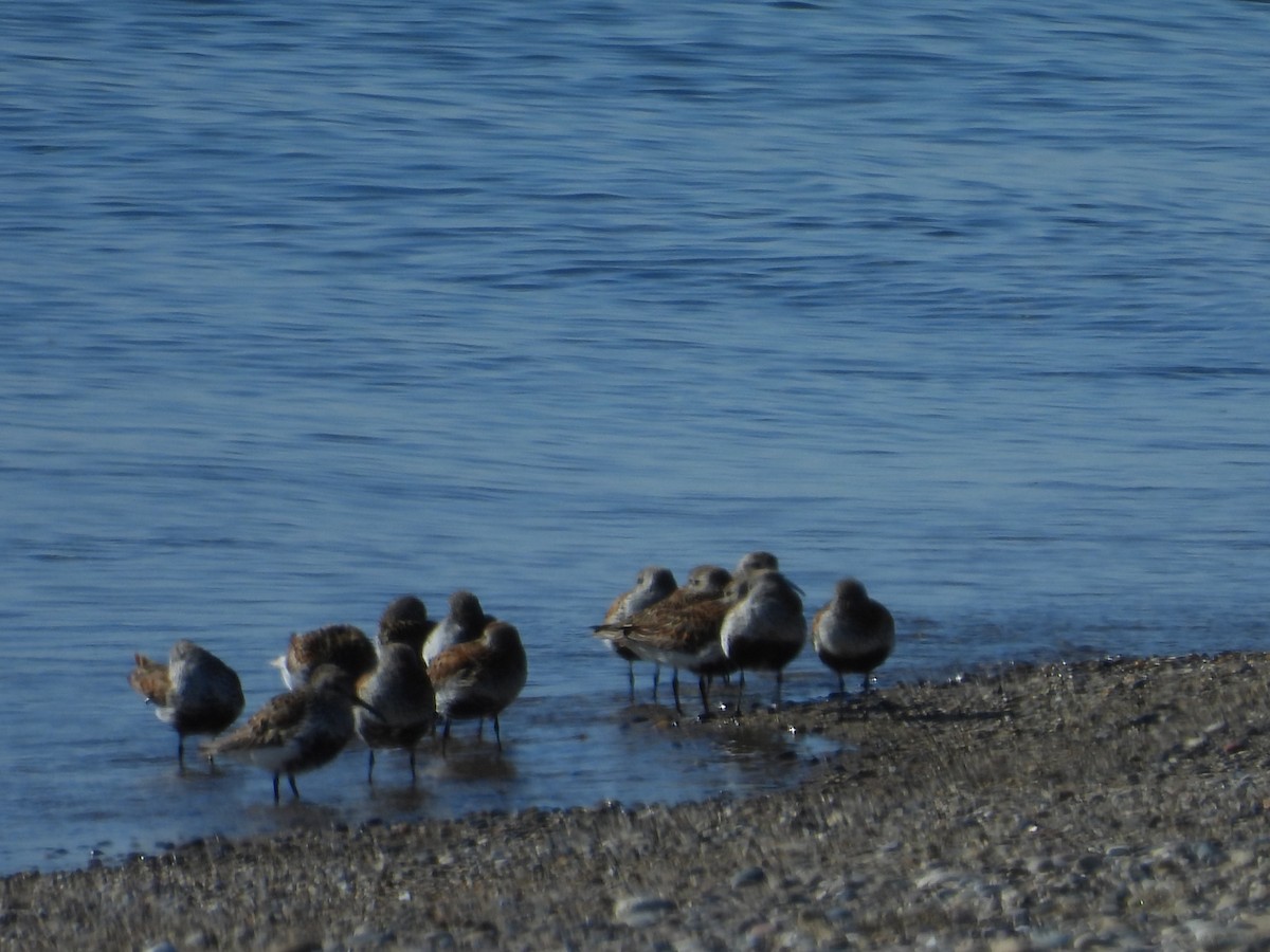 Txirri arrunta - ML636782526