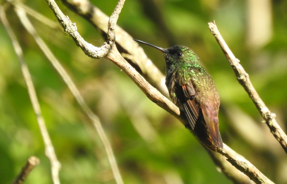 Berylline Hummingbird - ML636782569