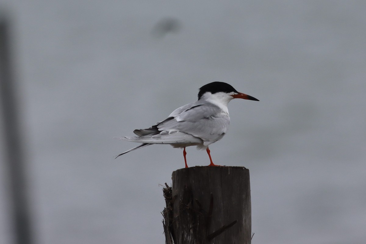 Common Tern - ML636782587