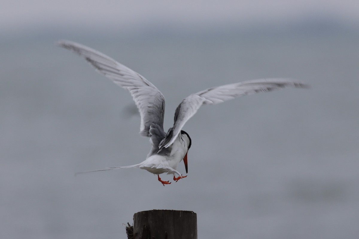 Common Tern - ML636782588