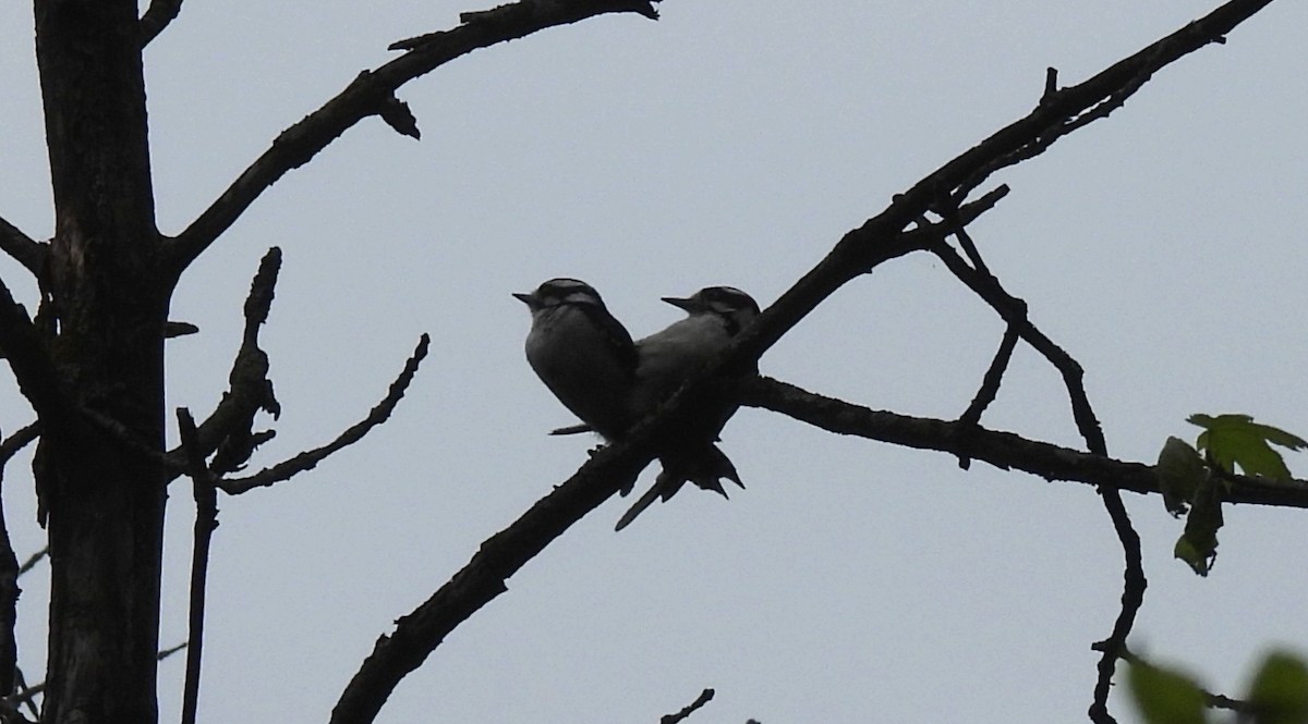 Downy Woodpecker - ML636782598