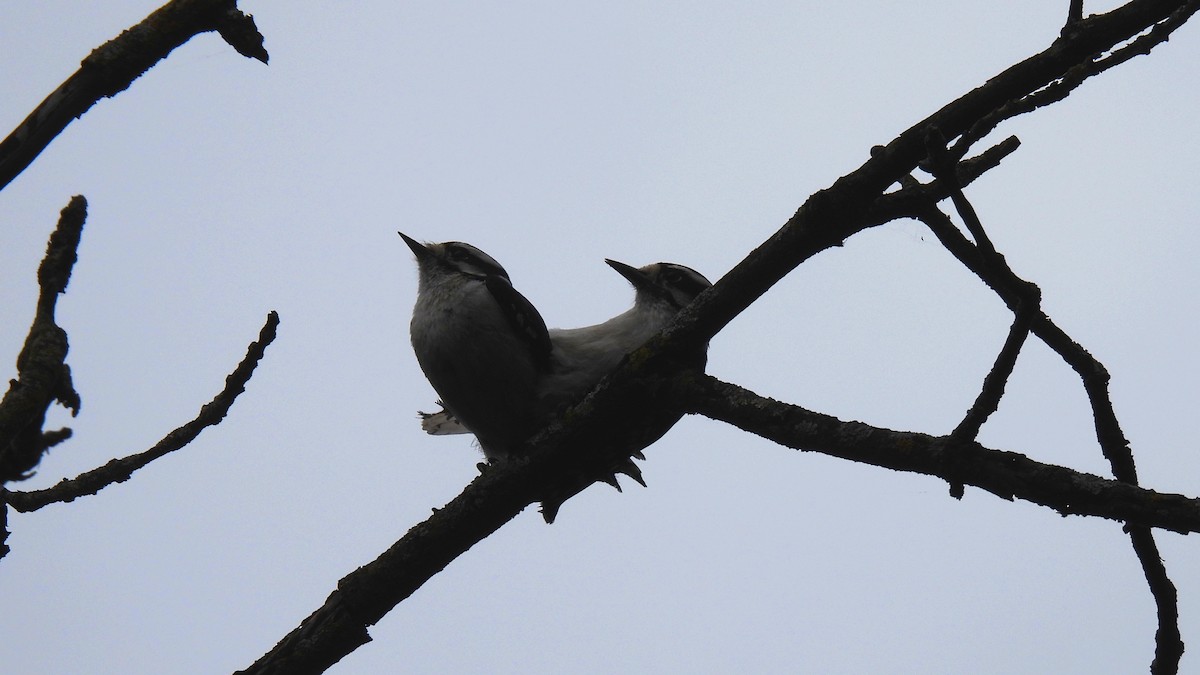 Downy Woodpecker - ML636782600