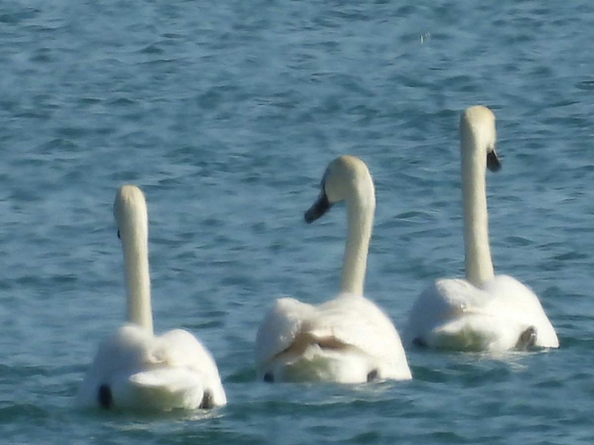 Beltxarga arrunta - ML636782616